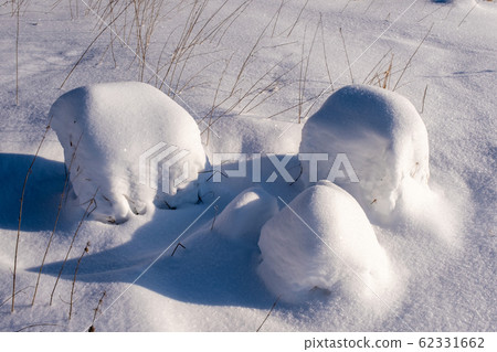 Small snow mounds and thin stems of dry plants. 62331662