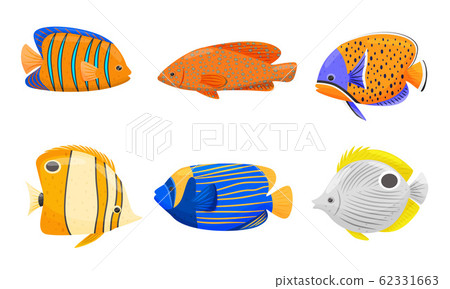 Tropical Fish with Bright Coloration Isolated on White Background Vector Set Tropical Fish with Bright Coloration Isolated on White Background Vector Set 62331663