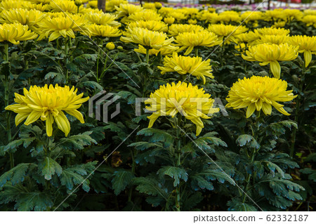 Bouquet, Flower, Plant, Thailand, Agricultural 62332187