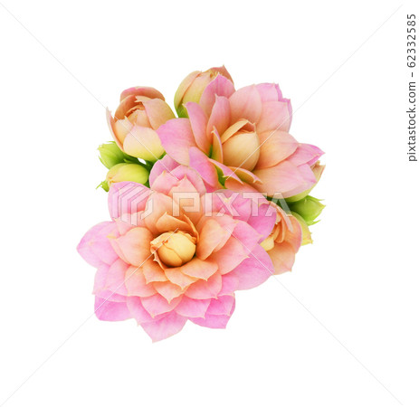 Kalanchoe flowers and buds 62332585