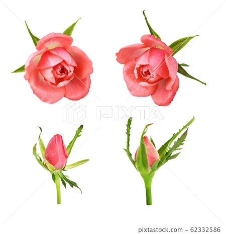 Set of coral rose flowers and buds 62332586