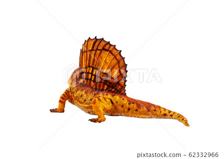 Dimetrodon Dinosaur on white background . Dimetrodon Dinosaur on white background . 62332966