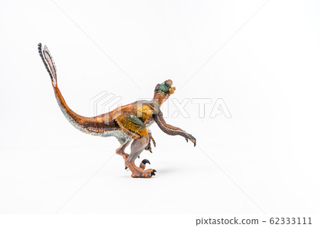 Feathered Velociraptor  , Dinosaur on white background  . 62333111