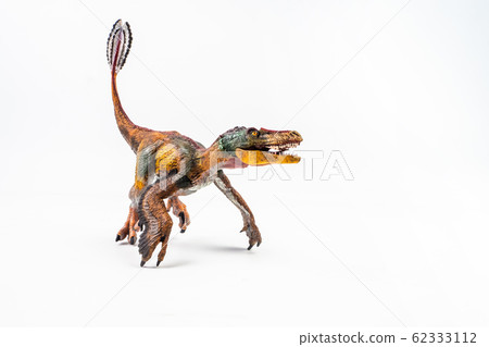 Feathered Velociraptor  , Dinosaur on white background  . 62333112