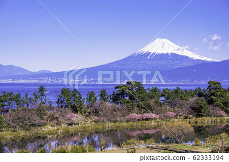 (靜岡縣)初春從西伊豆市看到的富士山 (靜岡縣)初春從西伊豆市看到的富士山 62333194