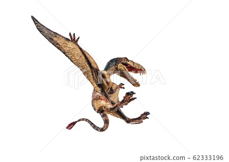 Dimorphodon Dinosaur on white background  62333196