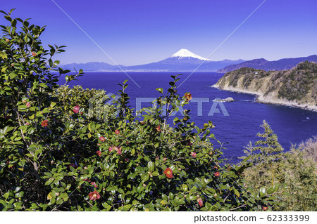 (Shizuoka Prefecture) Mt. Fuji seen from camellia blooming Nishiizu / Lover's Point 62333399