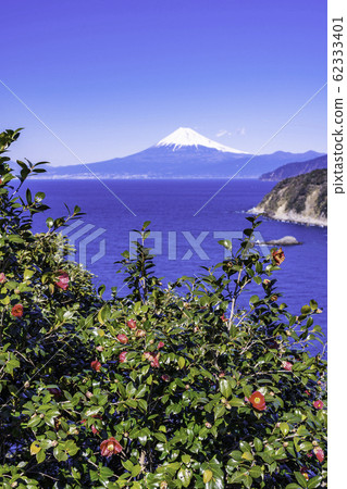 (Shizuoka Prefecture) Mt. Fuji seen from camellia blooming Nishiizu / Lover's Point (Shizuoka Prefecture) Mt. Fuji seen from camellia blooming Nishiizu / Lover's Point 62333401