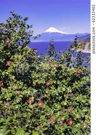 (Shizuoka Prefecture) Mt. Fuji seen from camellia blooming Nishiizu / Lover's Point (Shizuoka Prefecture) Mt. Fuji seen from camellia blooming Nishiizu / Lover's Point 62333402