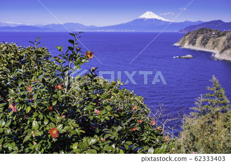(Shizuoka Prefecture) Mt. Fuji seen from camellia blooming Nishiizu / Lover's Point (Shizuoka Prefecture) Mt. Fuji seen from camellia blooming Nishiizu / Lover's Point 62333403