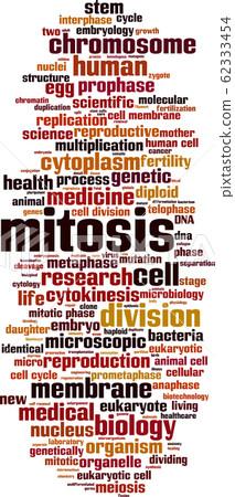 Mitosis word cloud Mitosis word cloud 62333454