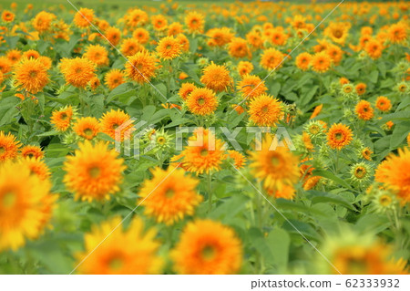 [固定金額]明野向日葵節（茨城縣築西市） 62333932