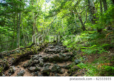 富士山攀武路第五保護林區 62333935