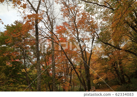 阿寒湖福溪自然探索路（北海道Ku路市阿寒鎮） 62334083