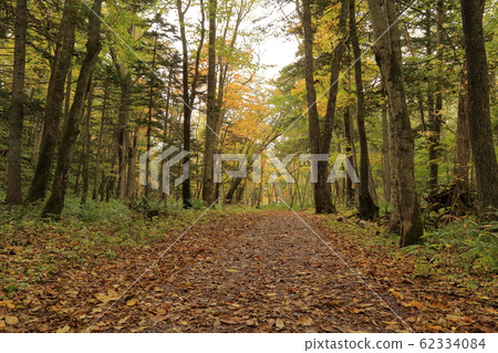 阿寒湖福溪自然探索路(北海道Ku路市阿寒鎮) 阿寒湖福溪自然探索路(北海道Ku路市阿寒鎮) 62334084