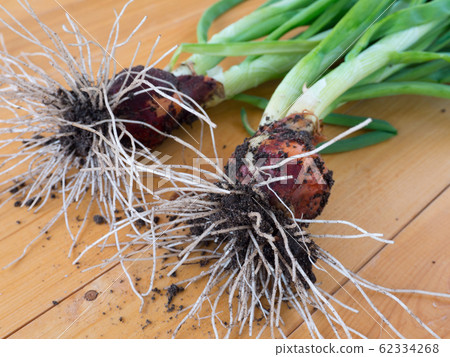 Green onions with roots 62334268