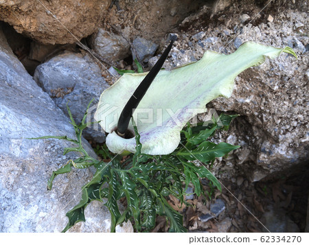 Dracunculus vulgaris white form 62334270