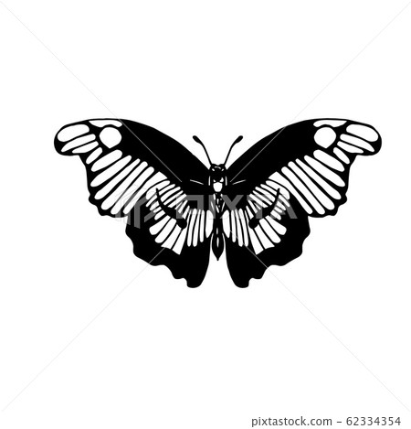 Hand drawn vector illustration of Lepidoptera Hand drawn vector illustration of Lepidoptera 62334354