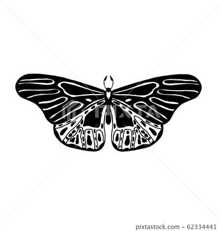 Butterfly vector illustration Butterfly vector illustration 62334441