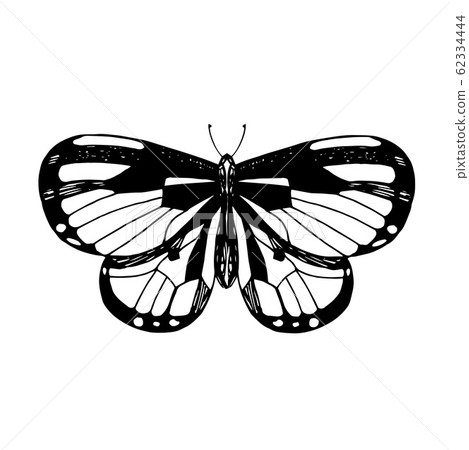 Hand drawn vector illustration of butterfly Hand drawn vector illustration of butterfly 62334444