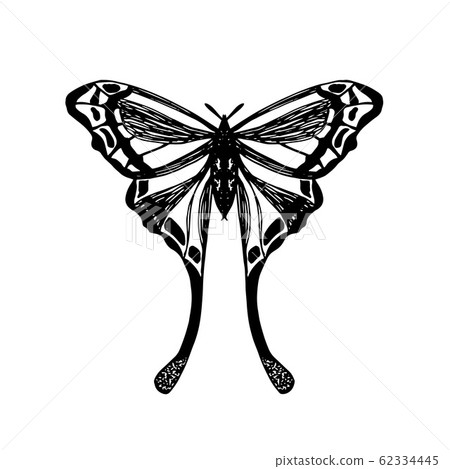 Hand drawn vector illustration of moth Hand drawn vector illustration of moth 62334445