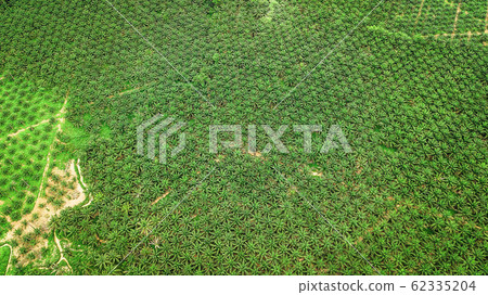 aerial view landscape of Palm tree   in Krabi Thailand 62335204