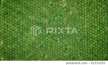 aerial view landscape of Palm tree   in Krabi Thailand 62335205
