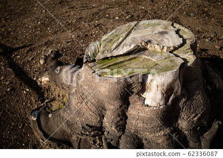 櫻桃樹樁 62336087