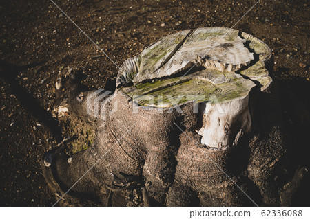 Cherry tree stump b film style 62336088