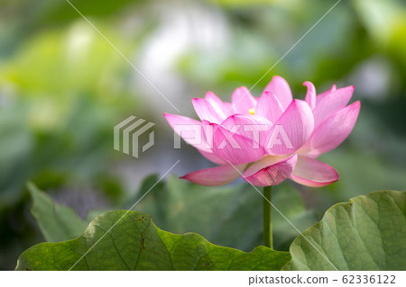 蓮花初夏圖像 蓮花初夏圖像 62336122
