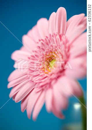 非洲菊花 62336132