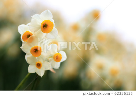 水仙花早期的春天圖像 62336135