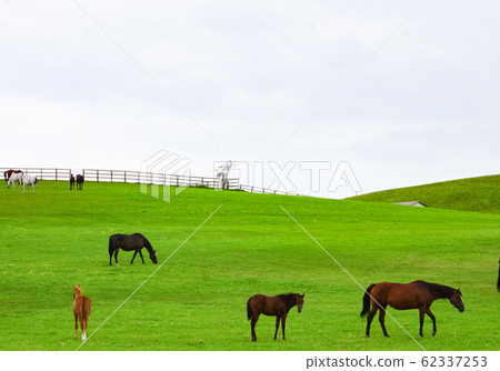 Scenery of Urakawa in Hokkaido Urakawa Thoroughbred Ginza (near Yushun Stallion Station) Scenery of Urakawa in Hokkaido Urakawa Thoroughbred Ginza (near Yushun Stallion Station) 62337253