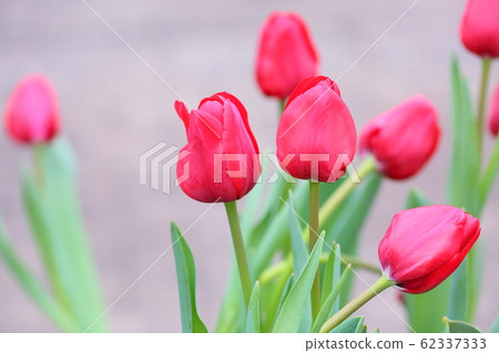Tulip flower 62337333