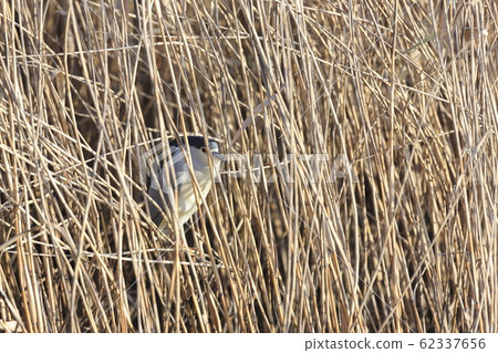 夜鷺躲藏 62337656