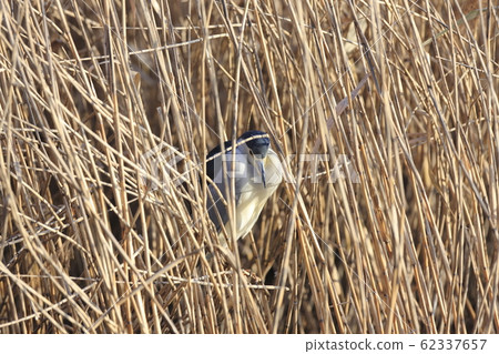 夜鷺躲藏 62337657