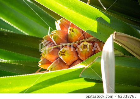 Plant, Ogasawara, native to Ogasawara, octopus, dew helmet tree, octopus tree, scientific name, pandanus boninensis, leaf Plant, Ogasawara, native to Ogasawara, octopus, dew helmet tree, octopus tree, scientific name, pandanus boninensis, leaf 62338763