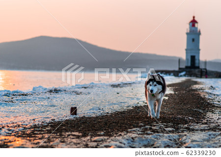 Lighthouse and Siberian Husky Lighthouse and Siberian Husky 62339230