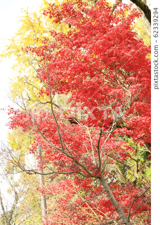 EOS鎌倉町屋公園2018no12 EOS鎌倉町屋公園2018no12 62339294