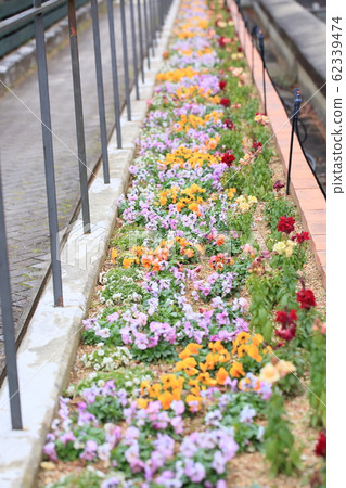 冬天的花壇 62339474