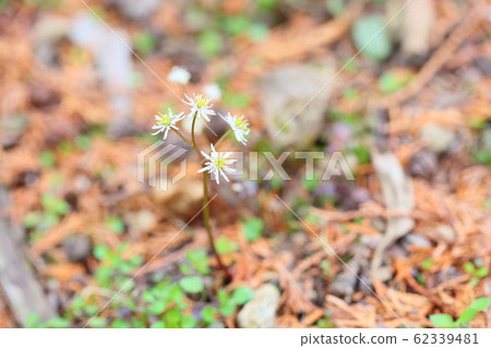 Coserbaoullen花 62339481