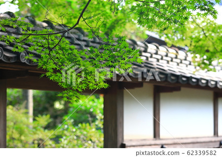 鮮綠色 鮮綠色 62339582