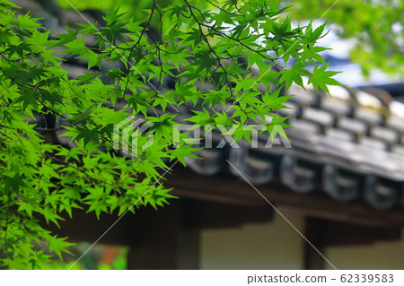 Fresh green Fresh green 62339583