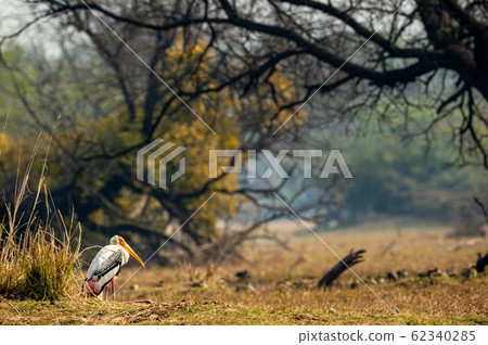 painted stork or Mycteria leucocephala in landscape of keoladeo national park with copy space and colorful scenic background at bharatpur bird sanctuary, rajasthan, india painted stork or Mycteria leucocephala in landscape of keoladeo national park with copy space and colorful scenic background at bharatpur bird sanctuary, rajasthan, india 62340285