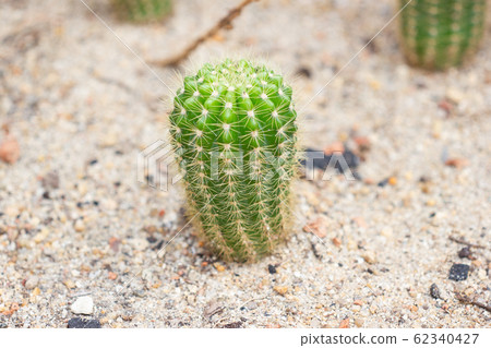 Group of Small Cactus species called Echinopsis 62340427