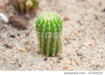 Group of Small Cactus species called Echinopsis Group of Small Cactus species called Echinopsis 62340429