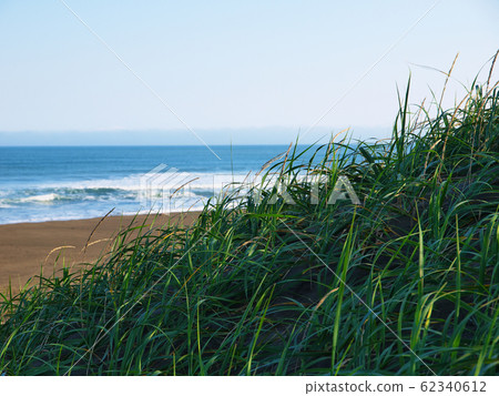 Seaside grass Seaside grass 62340612