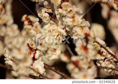 植物園中的白李子暴露在溫暖的陽光下(5) 植物園中的白李子暴露在溫暖的陽光下(5) 62340628