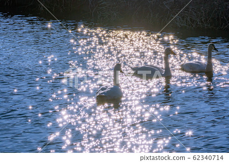 Swan and glitter of water surface [Nagano Prefecture] 62340714