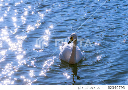 Swan and glitter of water surface [Nagano Prefecture] 62340793